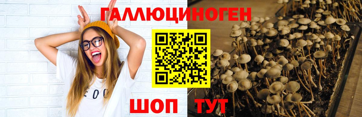 Псилоцибиновые грибы Psilocybine cubensis Мелеуз